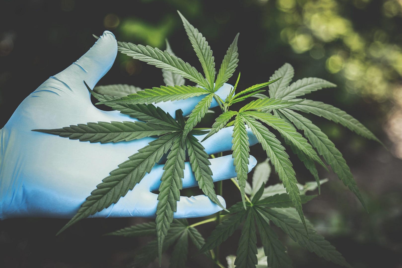 A hand wearing a blue latex glove holds a cannabis plant, with the focus on the vibrant green leaves against a blurred natural background.